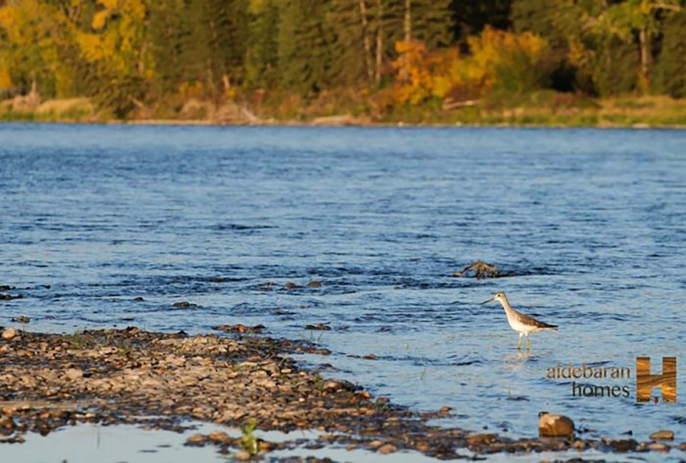 Bird in the water