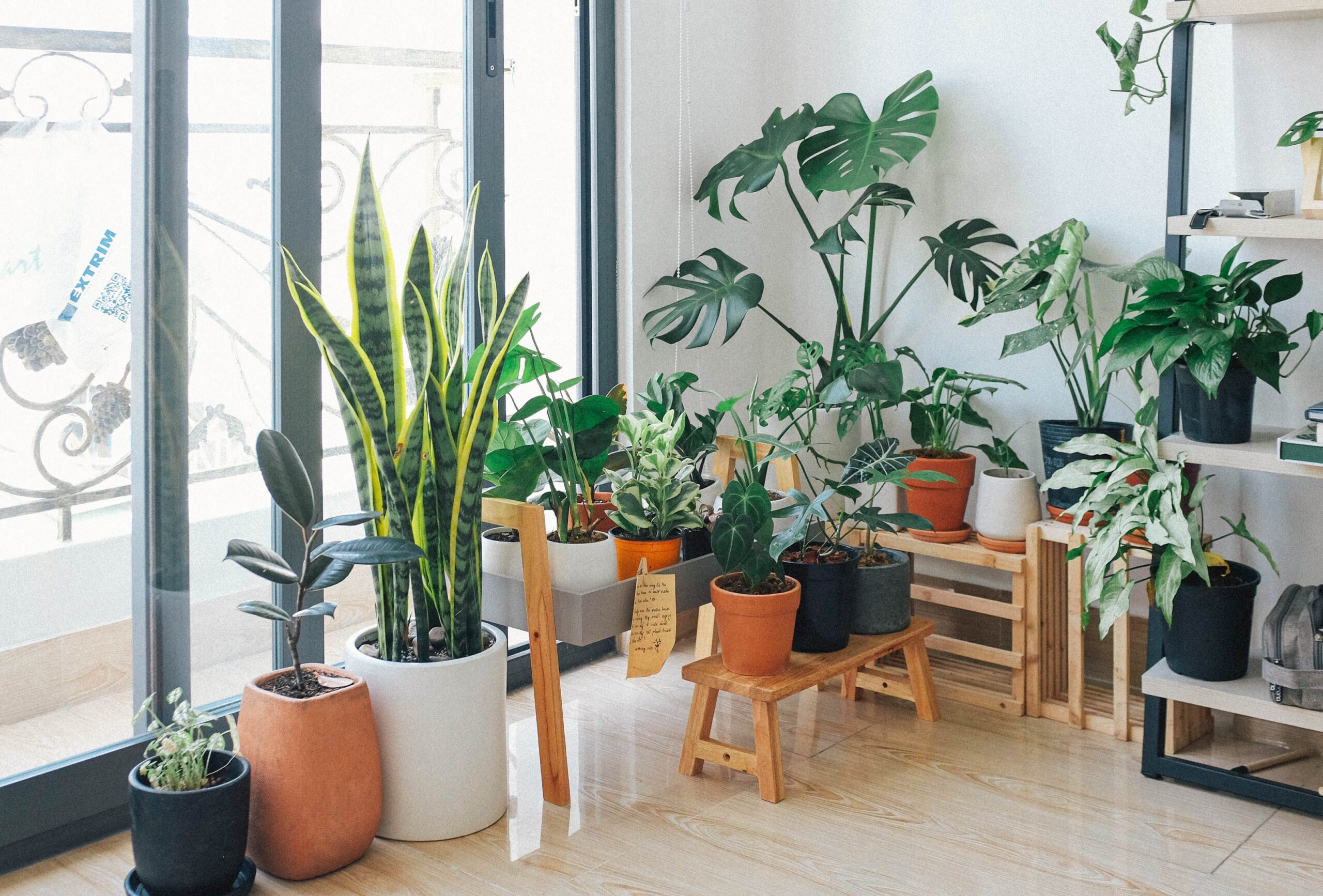 What are different house plants